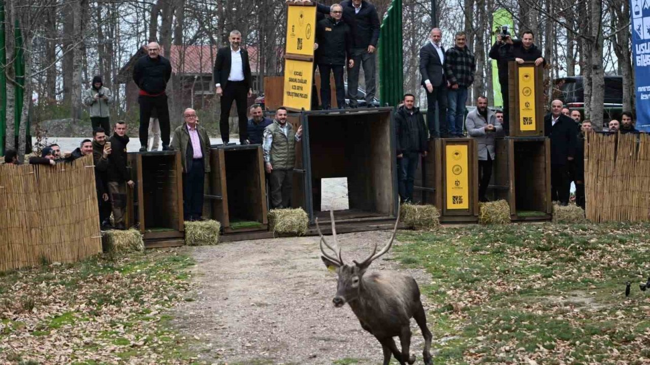 Kuzuyayla’nın GPS’li geyikleri