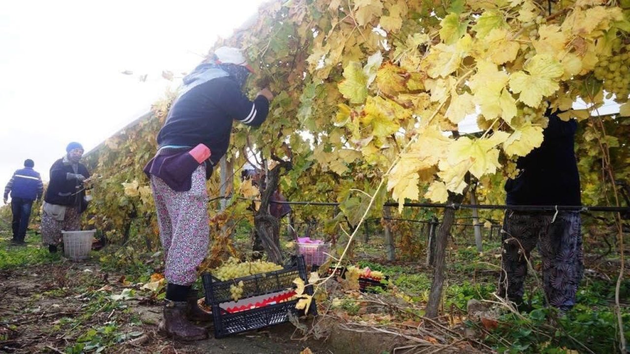 Sarıgöl’de üzüm hasadı aralıksız sürüyor