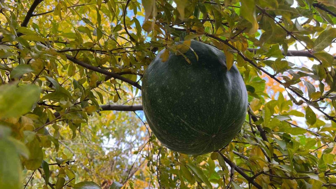 Bahçeye ektiği kabak, nar ağacının tepesinde meyve verdi
