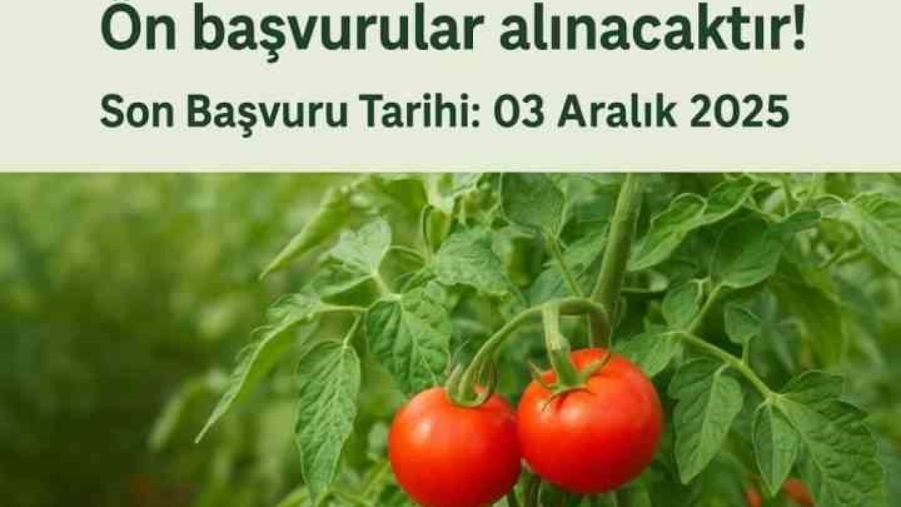 Muradiye’de "Domates Yetiştiriciliği" projesi için ön başvurular başladı
