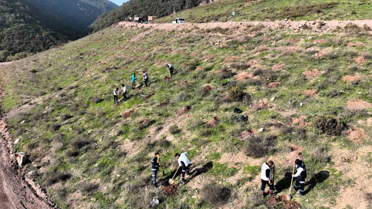 Körfez’e 3 bin 300 Toros sediri dikilecek