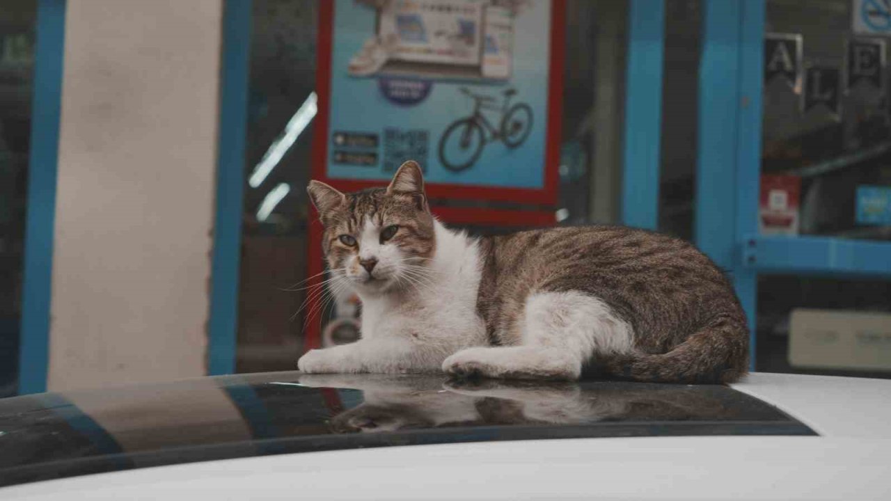 Sokak kedilerinin market mesaisi