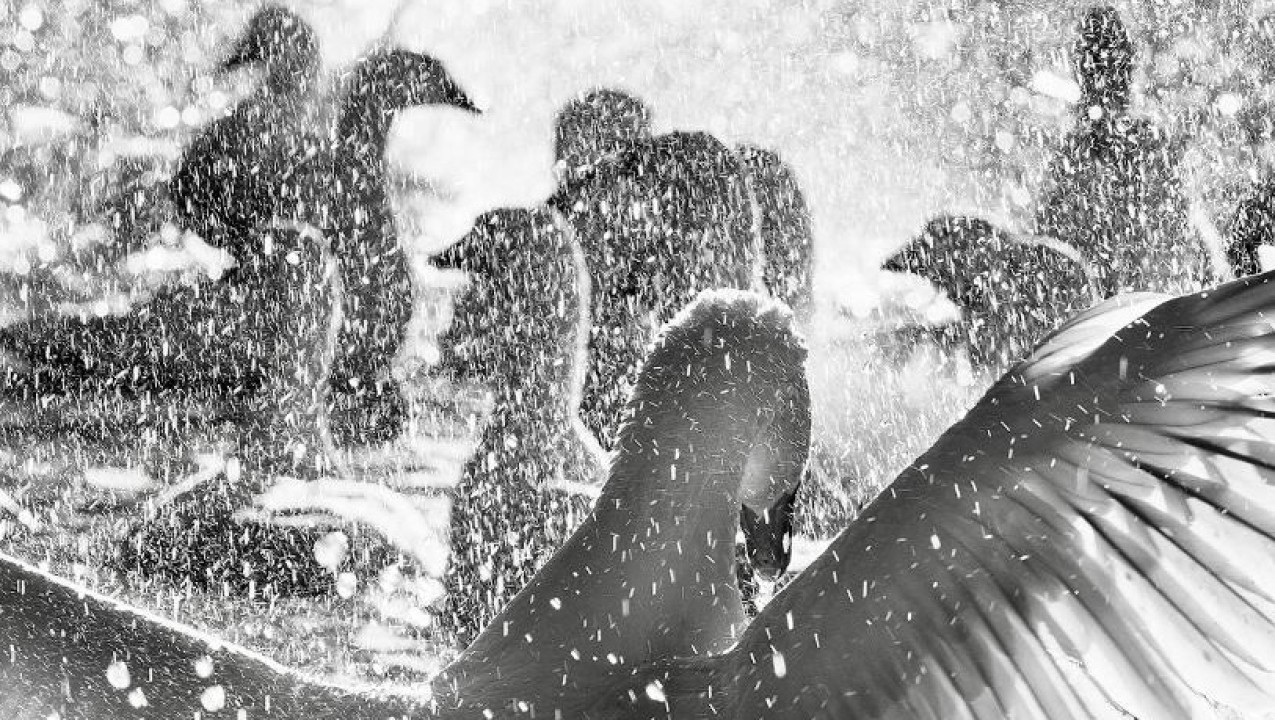 Kars'ın Kazları İzmir'de Sahne Alıyor