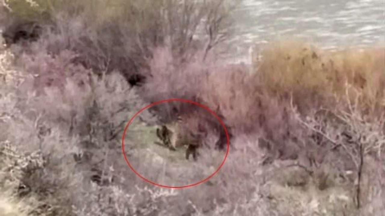 Palu’da balıkçının karşısına ayı ve yavrusu çıktı