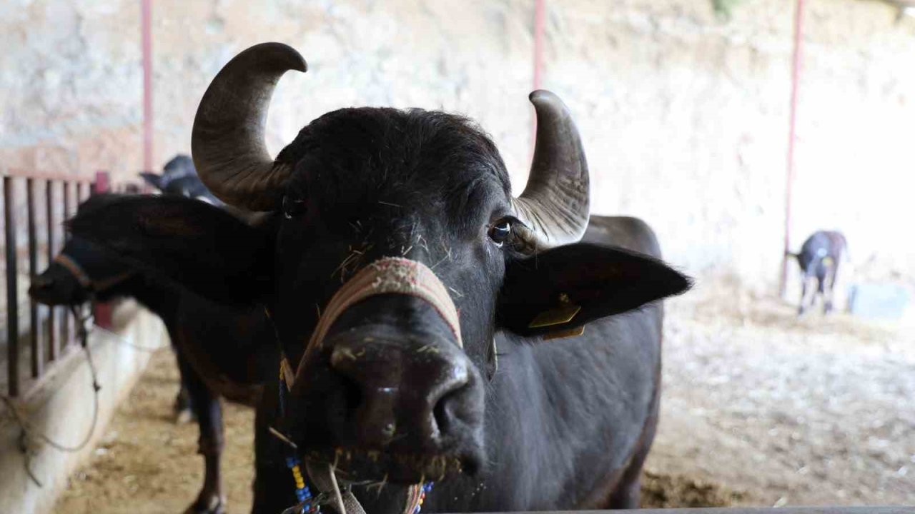 Mandadan gelen altın lezzet