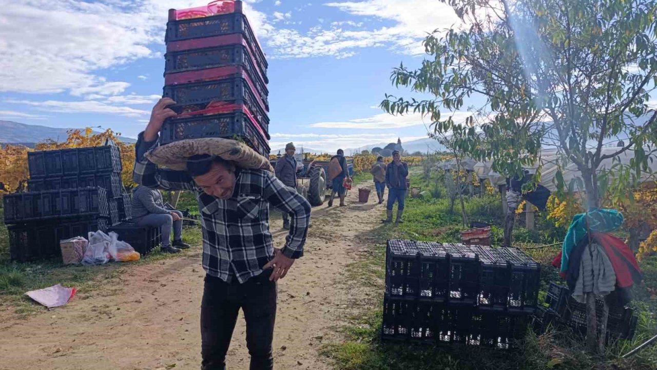 Sarıgöl’de üzüm kesimi aralık ayında da sürüyor