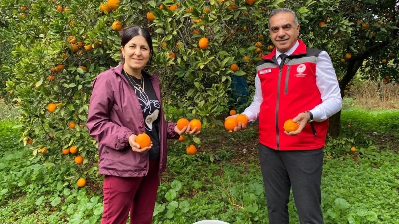 Kuyucak’ta portakal hasadı yapıldı, üreticilere belgeleri teslim edildi