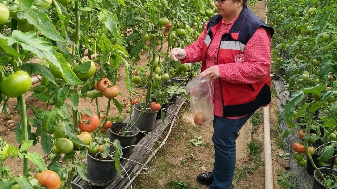 Simav’daki sera alanlarından pestisit denetimi için domates numunesi alımı