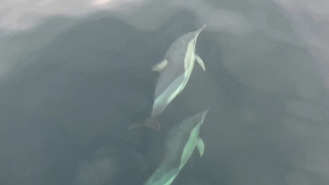 Ordu’da yunusların balıkçı tekneleriyle yarışması görsel şölen oluşturdu