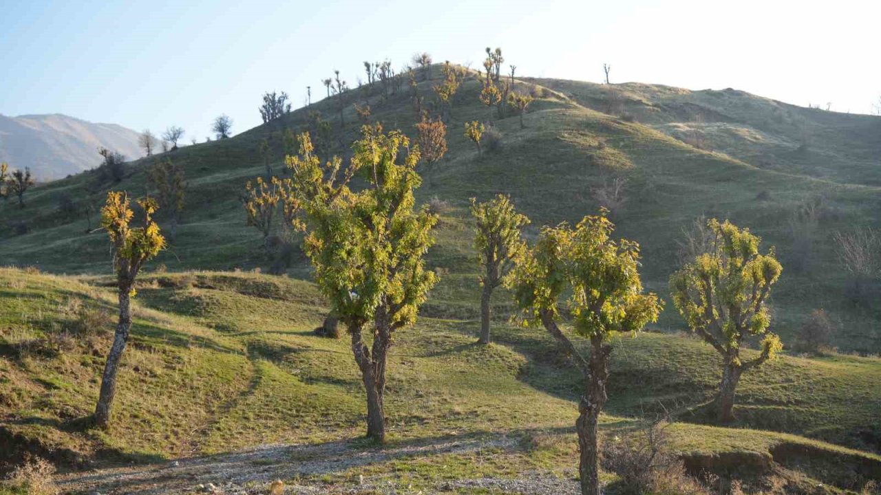 Köylüleri şaşırtan olay: Meşeler kış kapıdayken yeniden yeşerdi