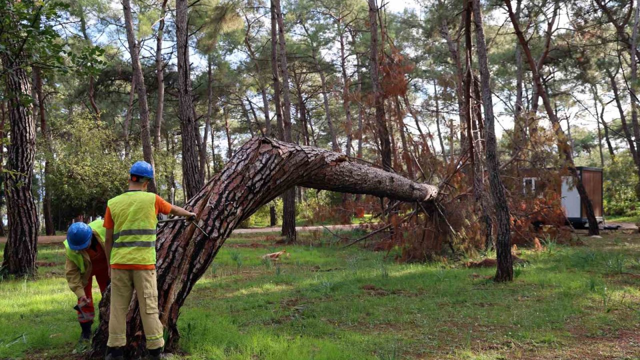 Kuruyan, risk oluşturan ve devrilen ağaçlar tespit ediliyor