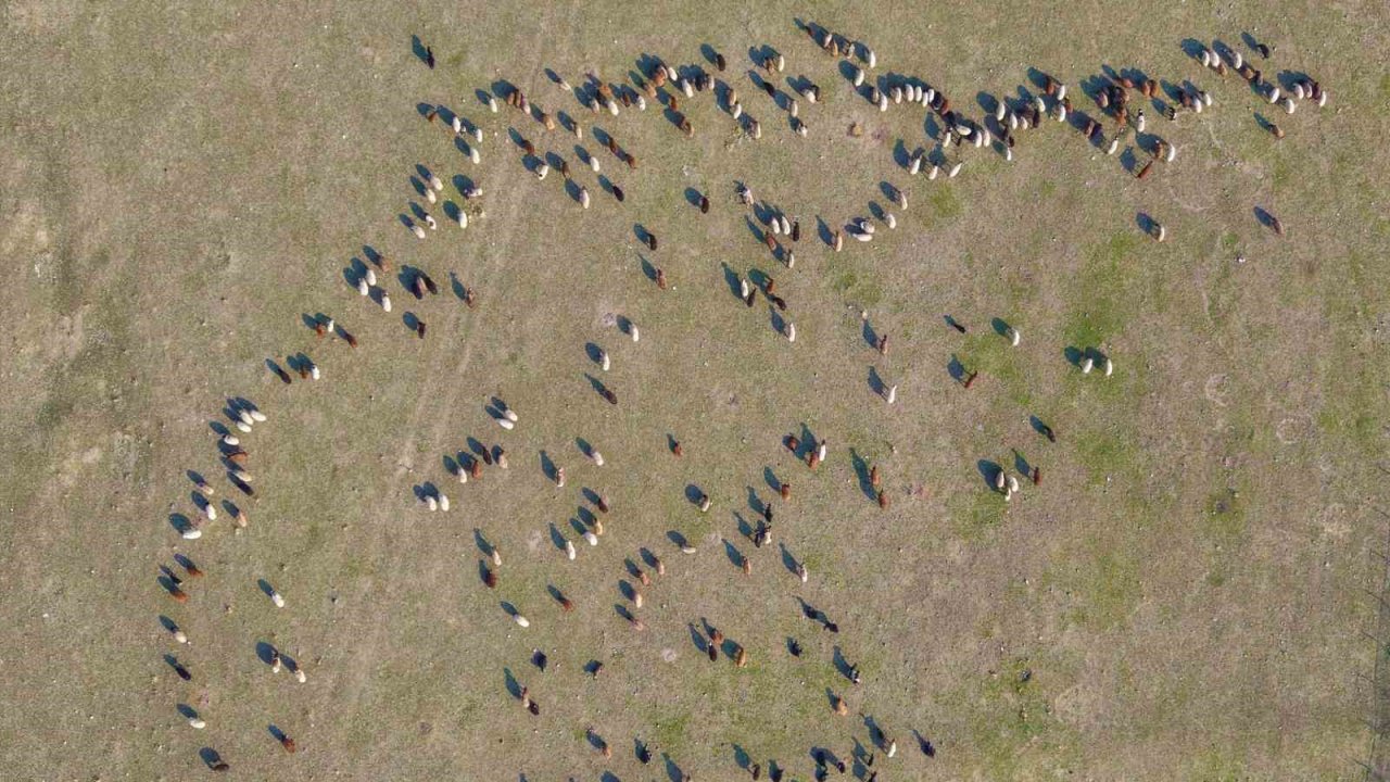 Muş’ta kar yağmayınca yem giderleri azaldı