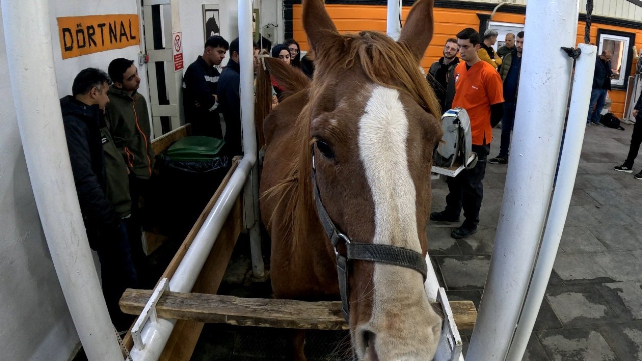 Eskişehir’de ’Kısraklarda Suni Tohumlama Eğitimi’ başarıyla tamamlandı