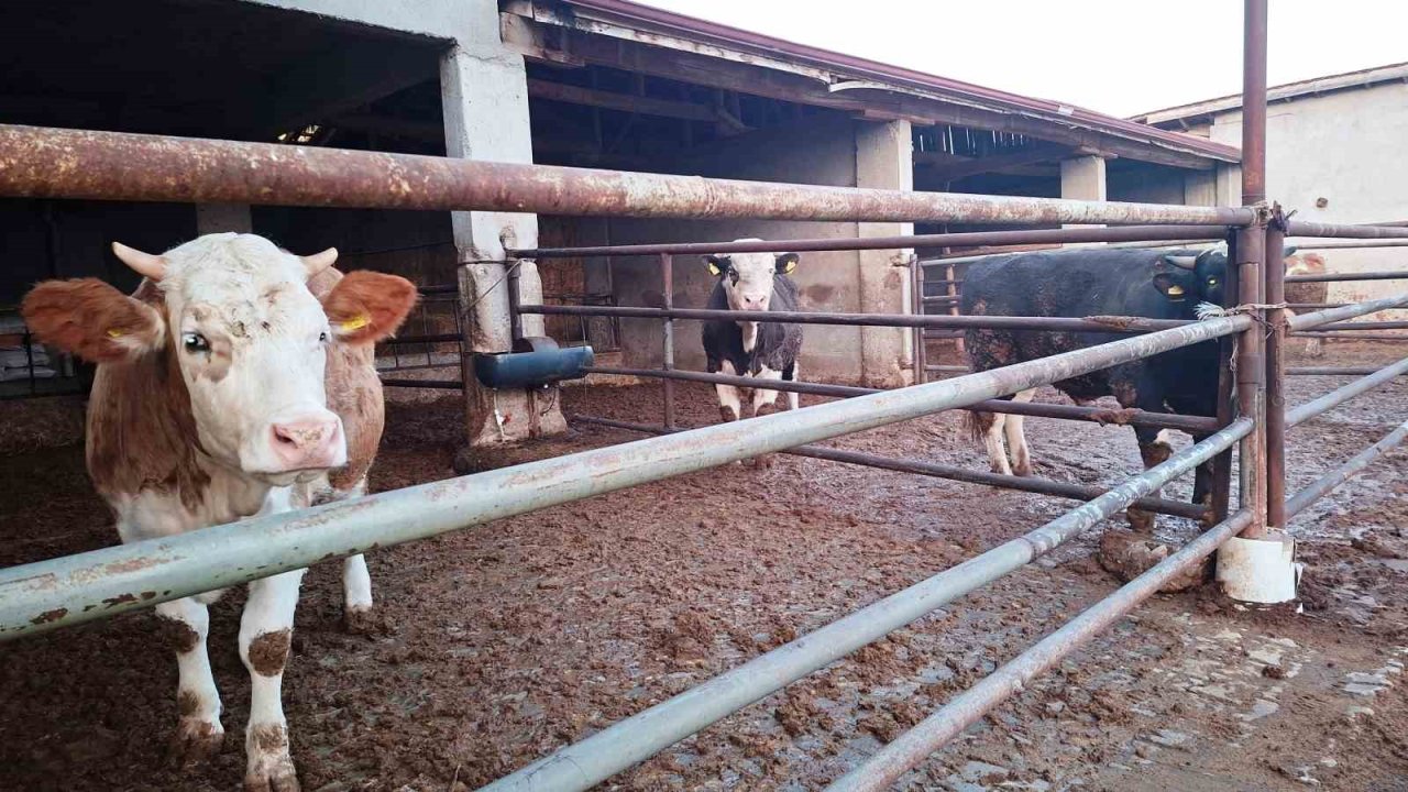 Hisarcık ilçesinde şap karantinası yeniden başladı