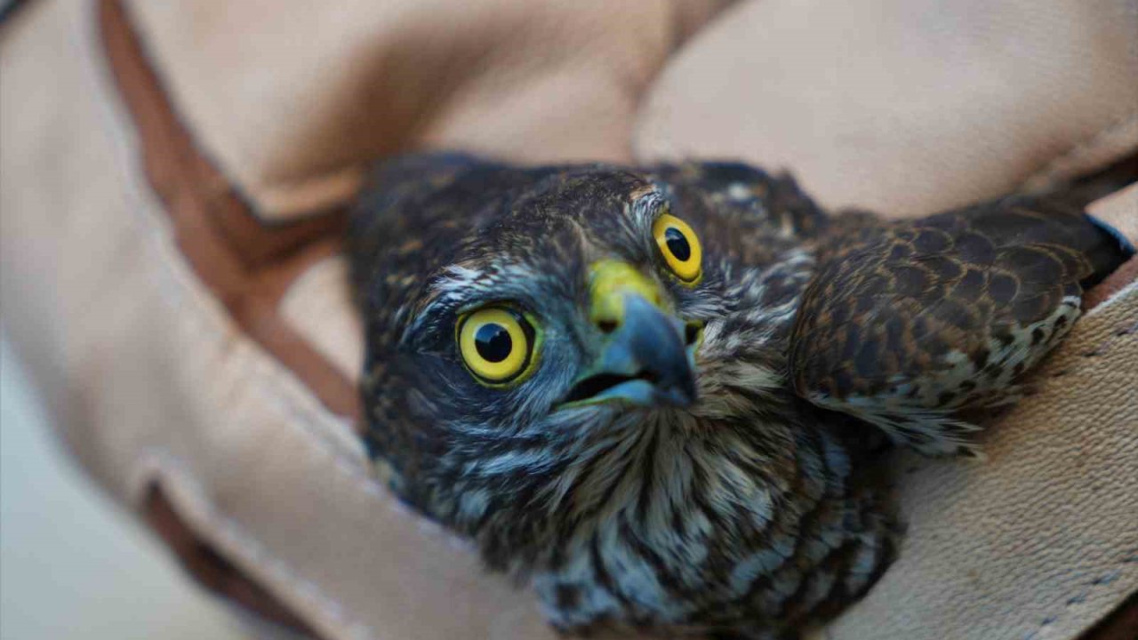 Muş’ta yaralı halde bulunan atmaca tedavi altına alındı