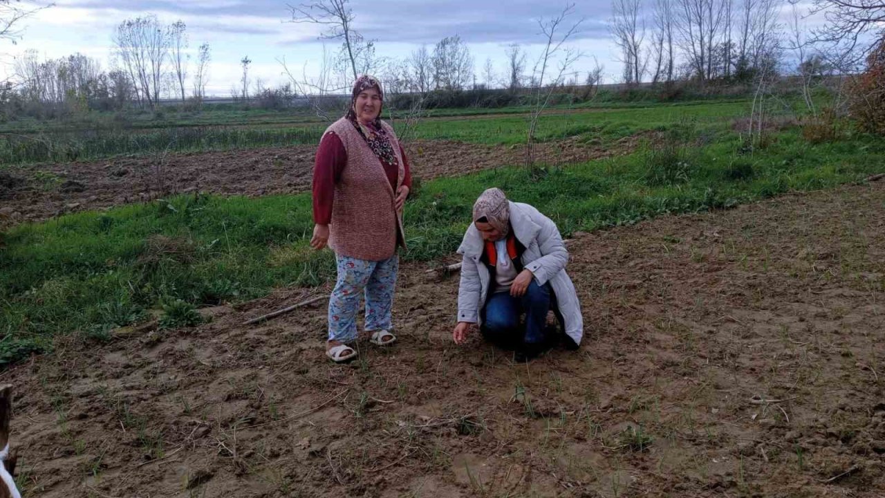 Babaeski’de sera ve sarımsak üretim alanlarında üretim şartları kontrol edildi
