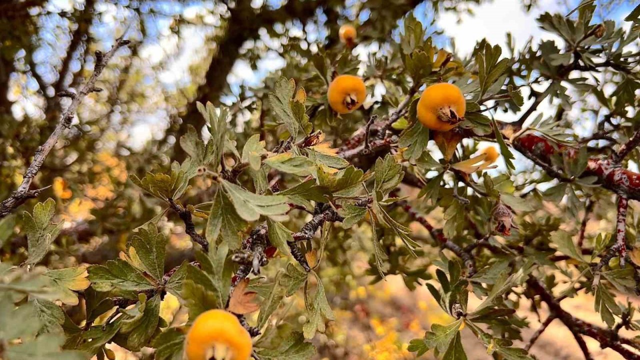Alıç meyvesine vatandaşlar ilgi gösteriyor