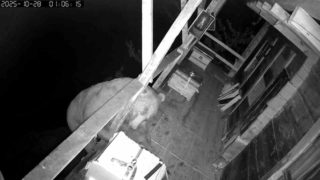 Tırmandığı balkonda kovanlardaki balı yiyen ayı kameralara yakalandı