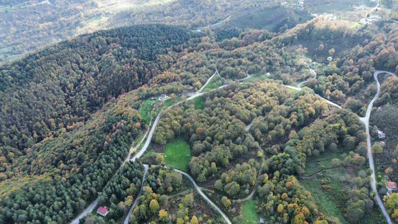 Düzce ormanlarında "renk cümbüşü" yaşanıyor