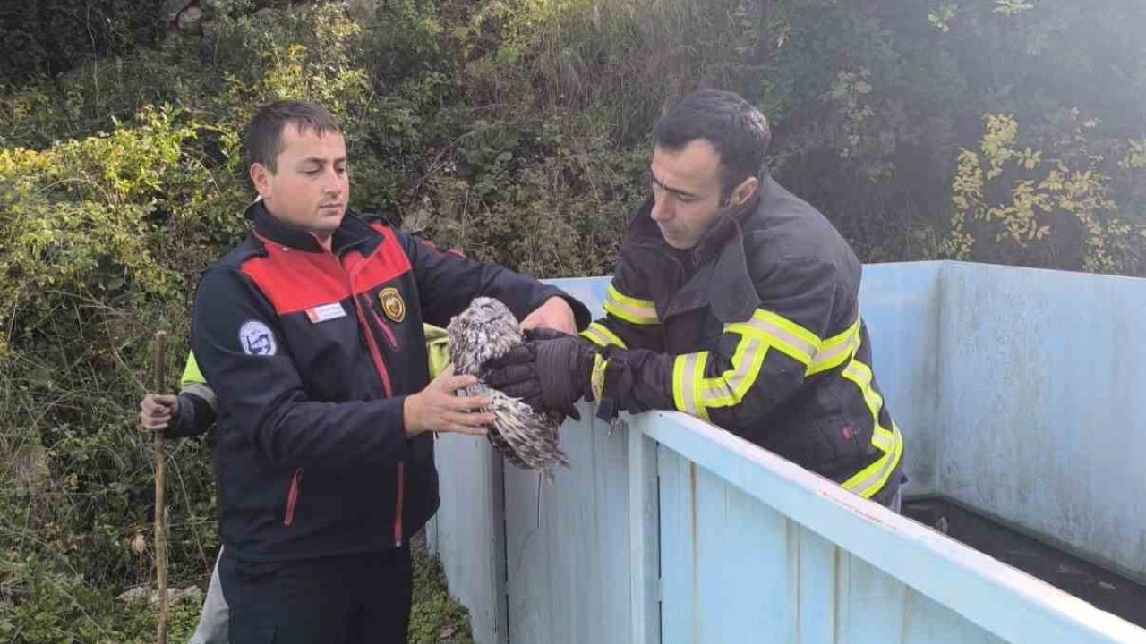 Yayladağı’nda baykuş kurtarma operasyonu