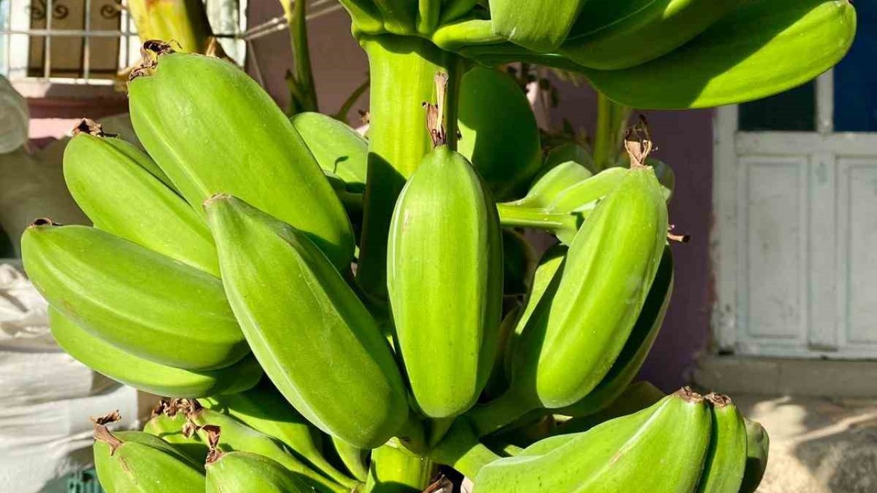 İnat etti, 70 rakımda muz hasadı yaptı