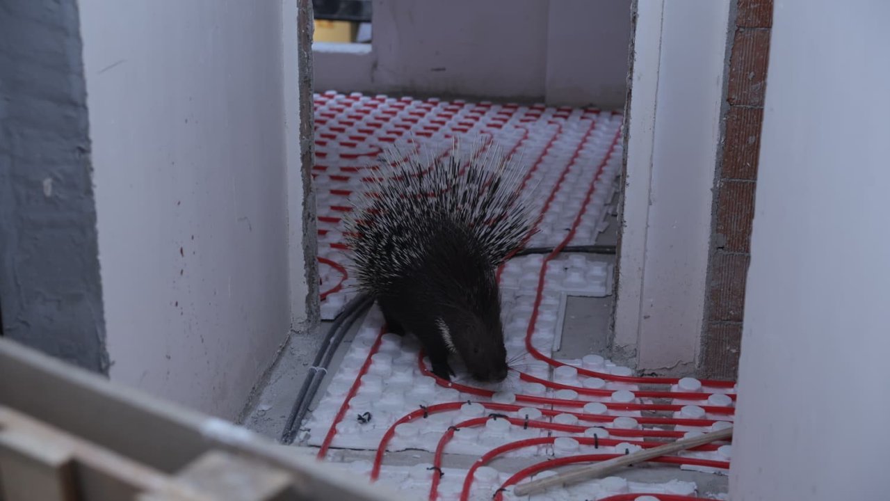 İncirliova’da ekiplerin dikkati nesli tehlikedeki oklu kirpiyi kurtardı