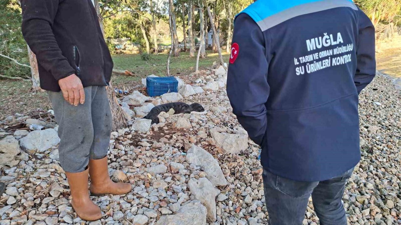 Balıkçıların kurtardığı yavru Akdeniz Foku yetkililere teslim edildi