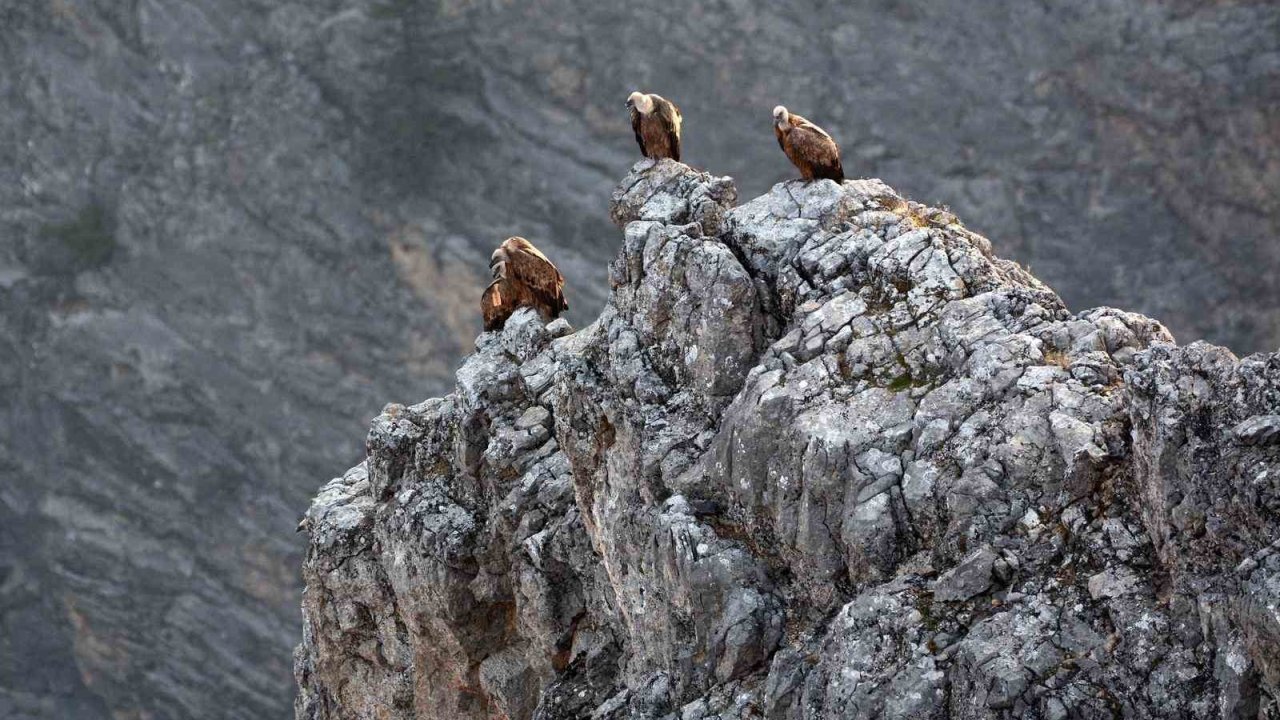 Kemaliye’de göçmen akbabalar görüntülendi