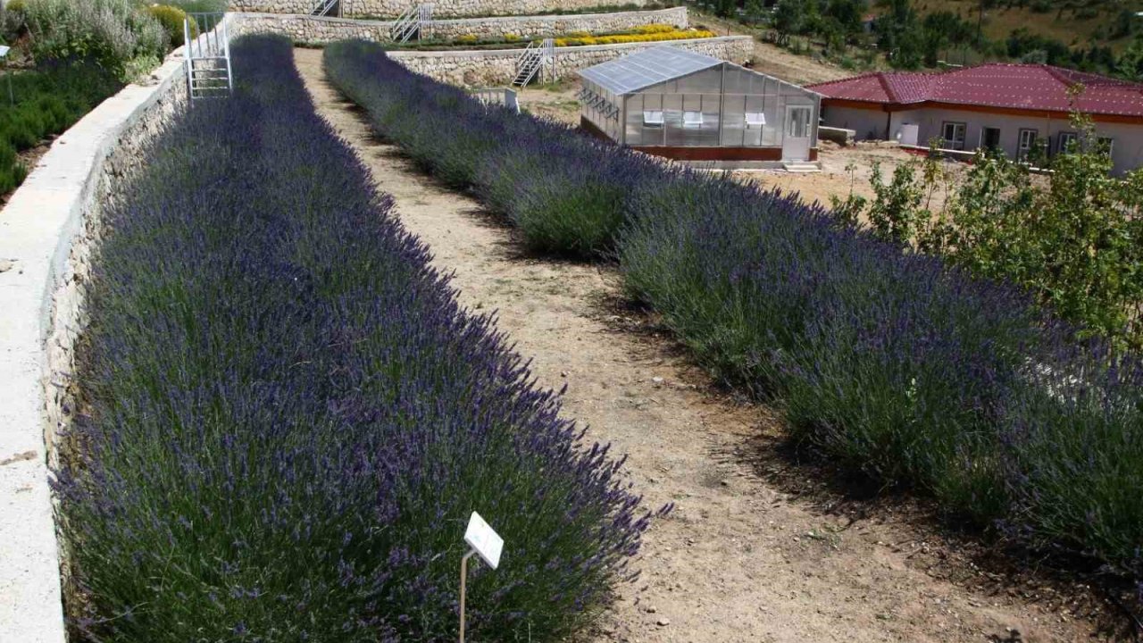 Türkiye’nin en zengin tıbbi aromatik merkezi Eskişehir’de