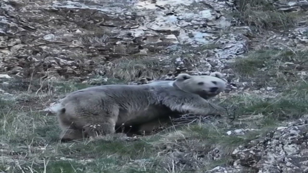 Erzincan’da kış uykusuna hazırlanan iki ayı görüntülendi