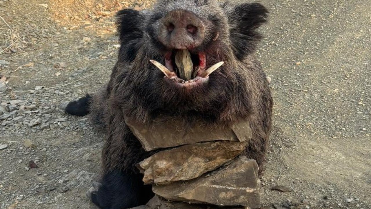 Elazığ’da avcılar 200 kiloluk domuz avladı