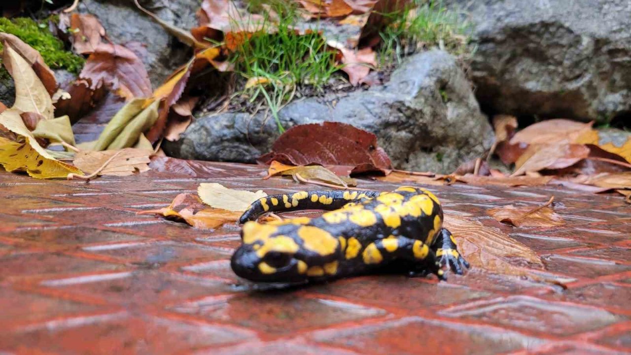 Koruma altındaki ’Benekli Semenderler’ Kemaliye’de görüntülendi