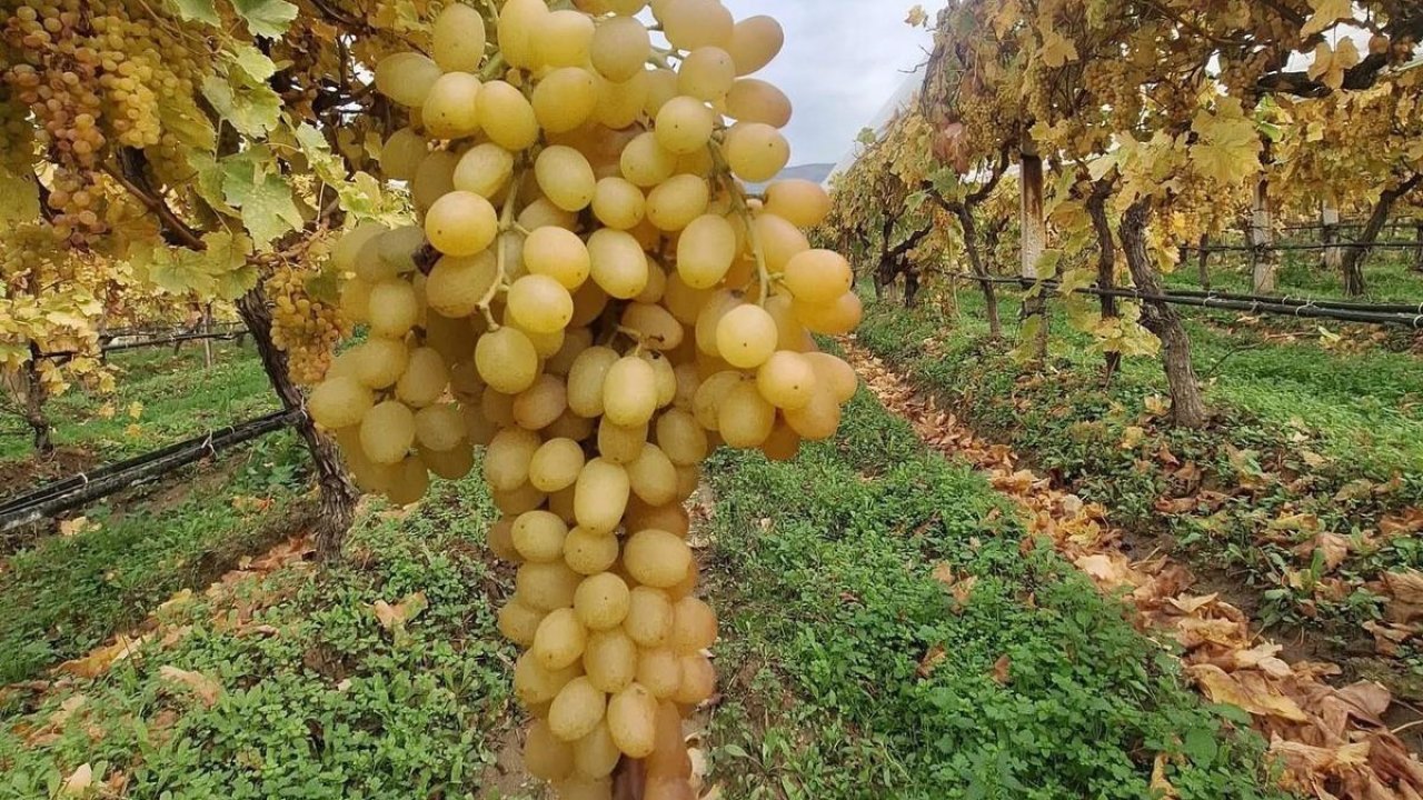 Dalında üzümler 5 aydır tazeliğini koruyor
