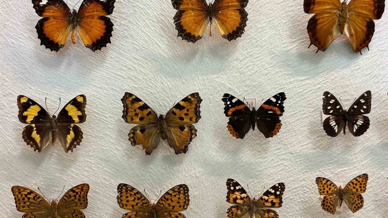 Van’da binlerce kelebeğin korunduğu araştırma koleksiyonu