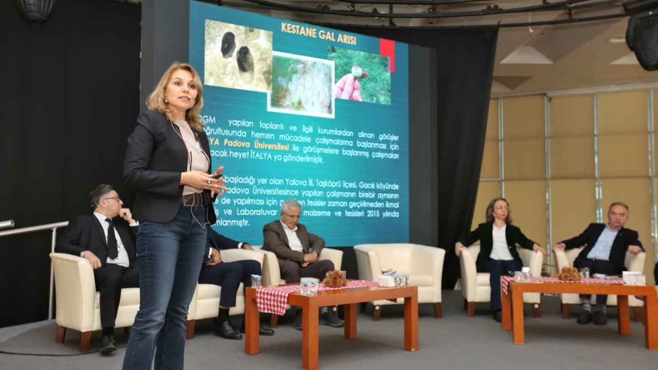 Kestane Büyükşehir’le filizleniyor