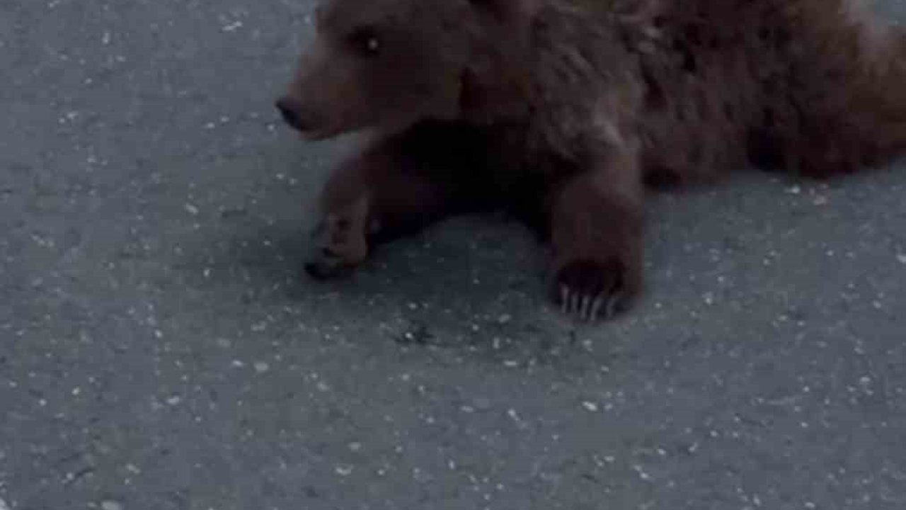 Kara yolundaki yaralı yavru ayı DKMP’ya teslim edildi