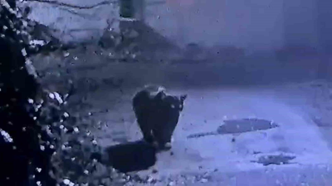 Rize’de avcıların yakalayamadığı ayı güvenlik kamerasına yakalandı