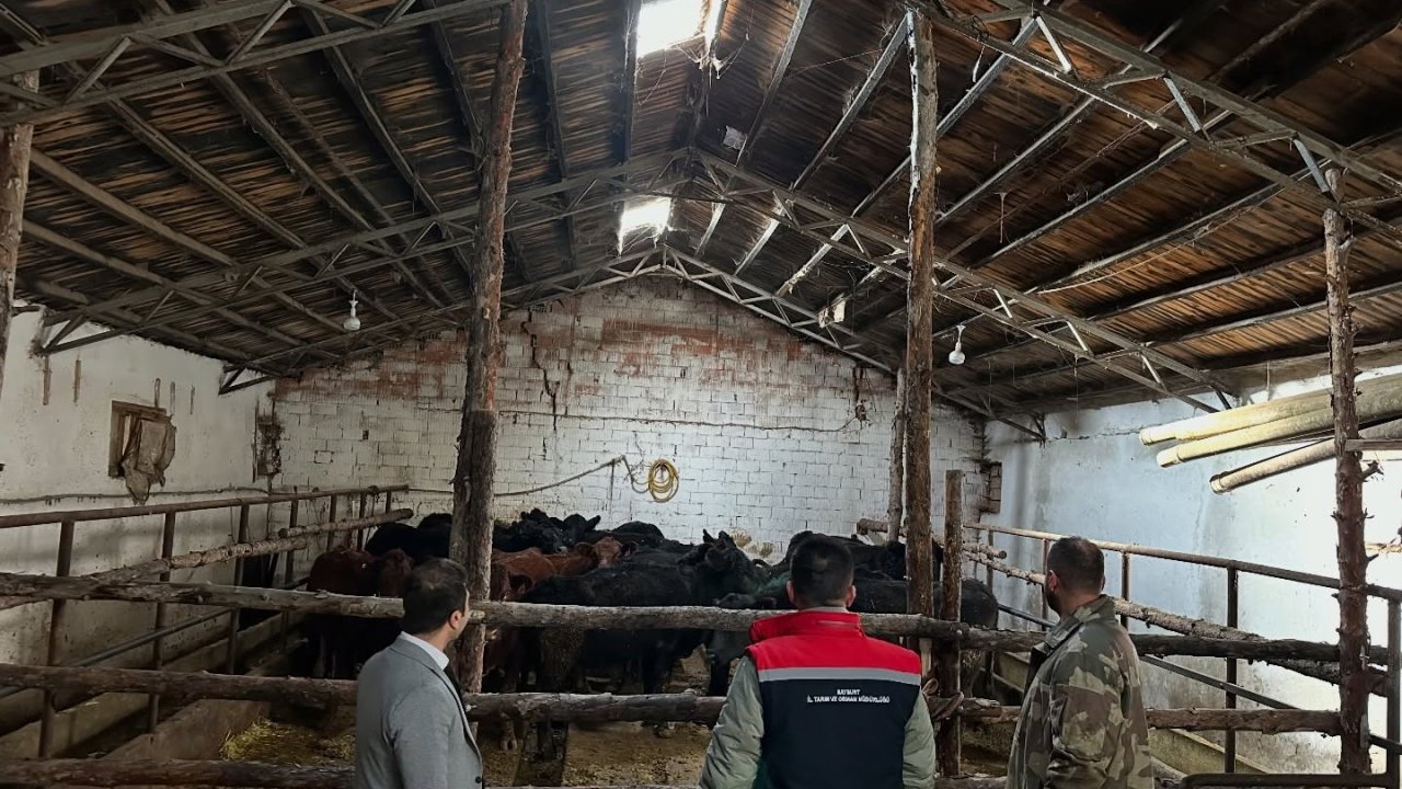 Aydıntepe’de hayvancılığa destek projesinde ilk hayvan teslimi yapıldı