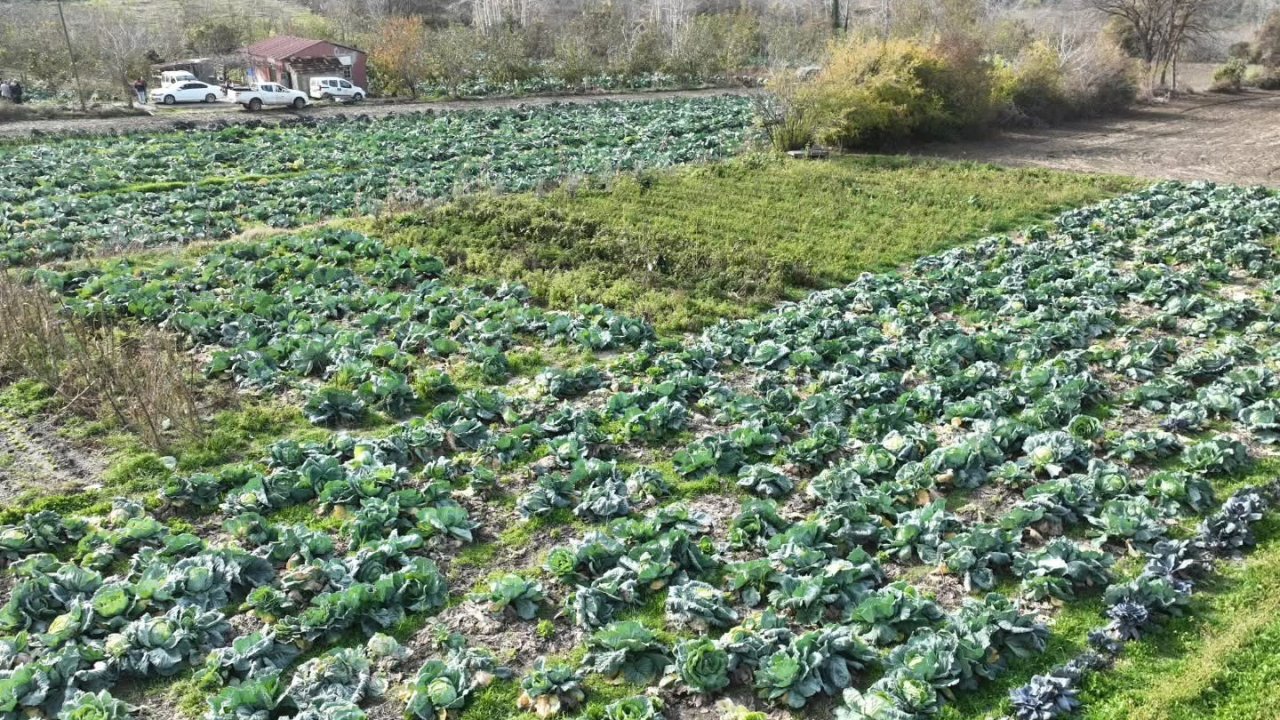 Osmaniye’de lahana hasadı yapıldı