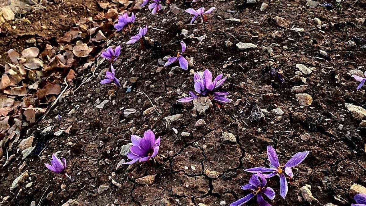 Siirt’te safran üretiminde ilk başarılı uygulama gerçekleştirildi