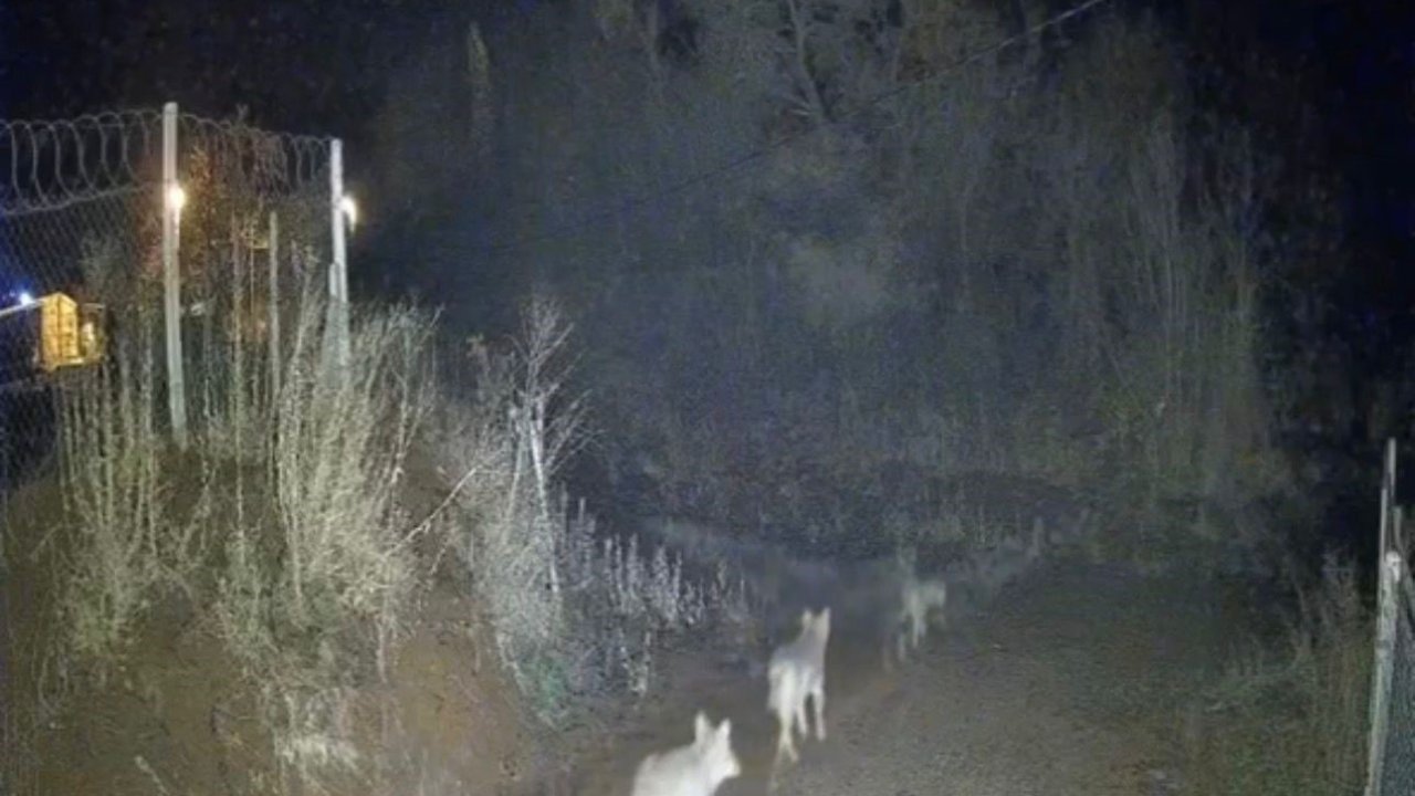 Elazığ’da kurtlar sürü halinde görüldü