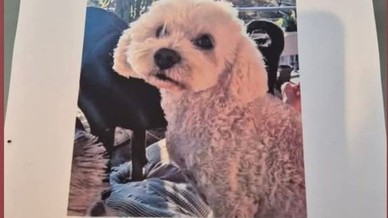 Köpeğini bulana 10 bin lira ödül verecek