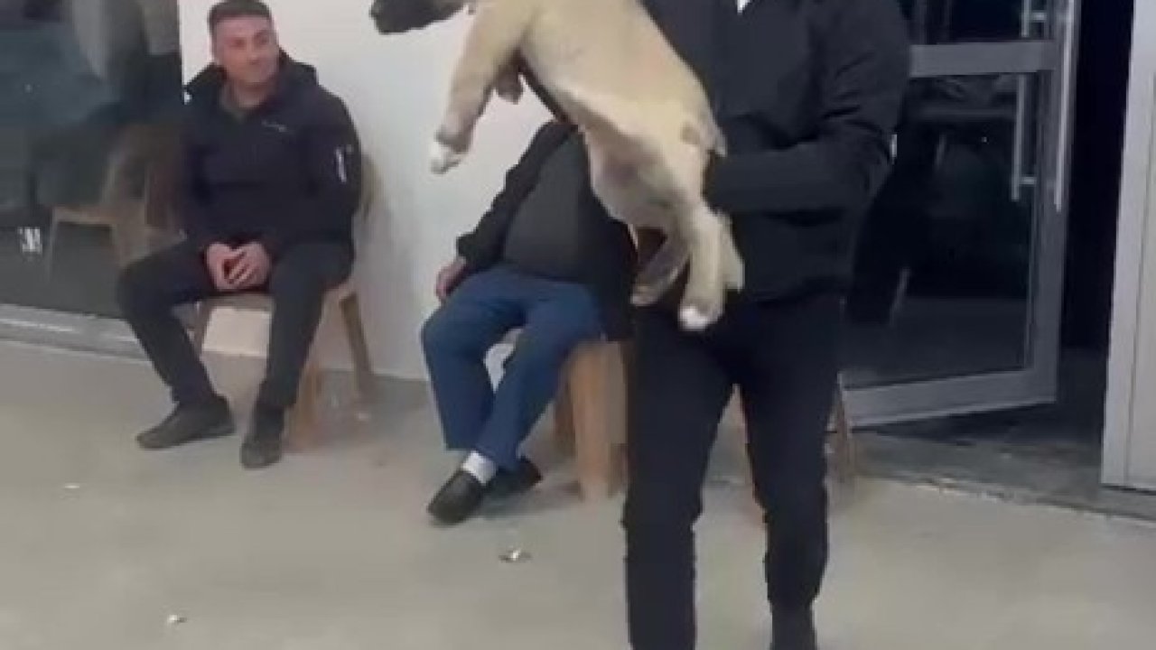 Damadın arkadaşı düğün hediyesi olarak 100 bin liralık köpek hediye etti