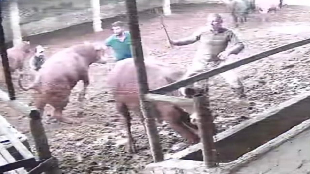 Üzerine zıplayan boğanın darbesiyle yere serildi: O anlar kamerada