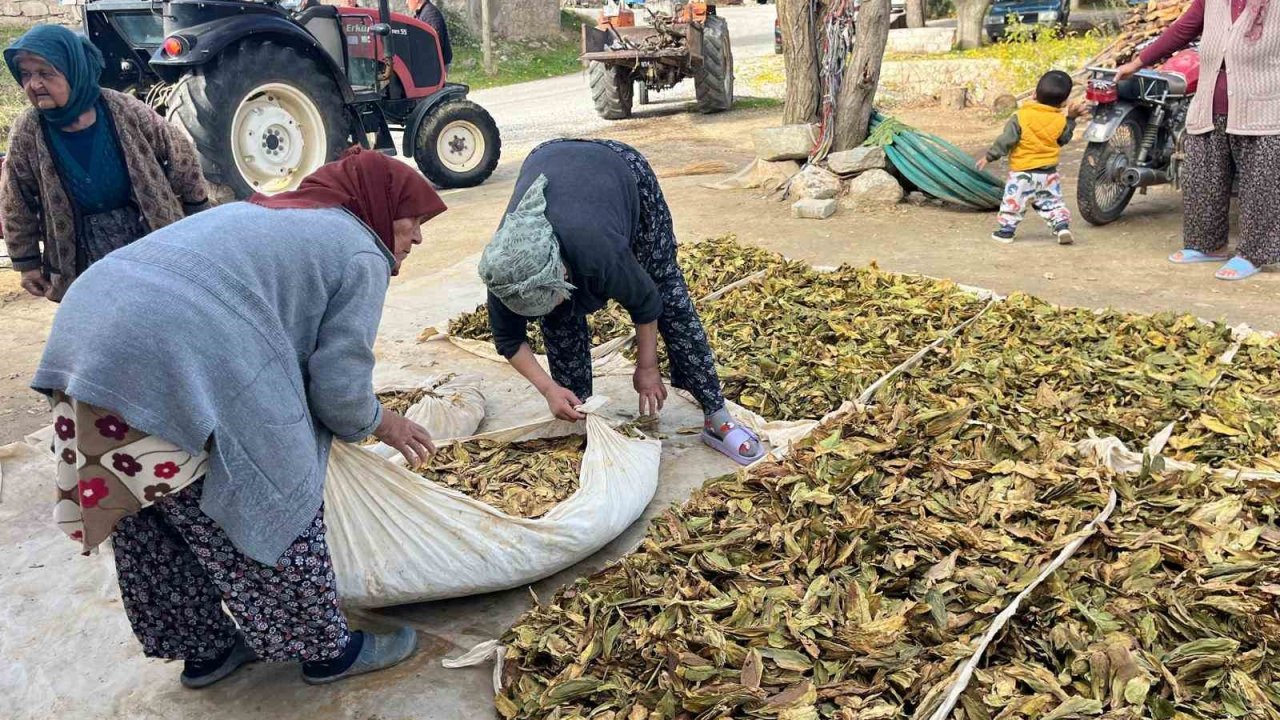 Hasadı tamalanan tütünler satış için hazırlanıyor