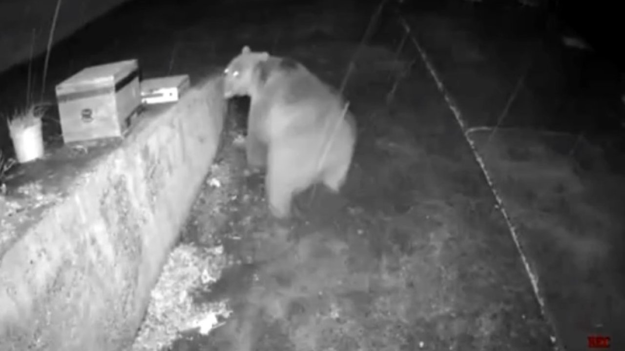 Trabzonlunun anons sistemi ayıyı korkup kaçırttı