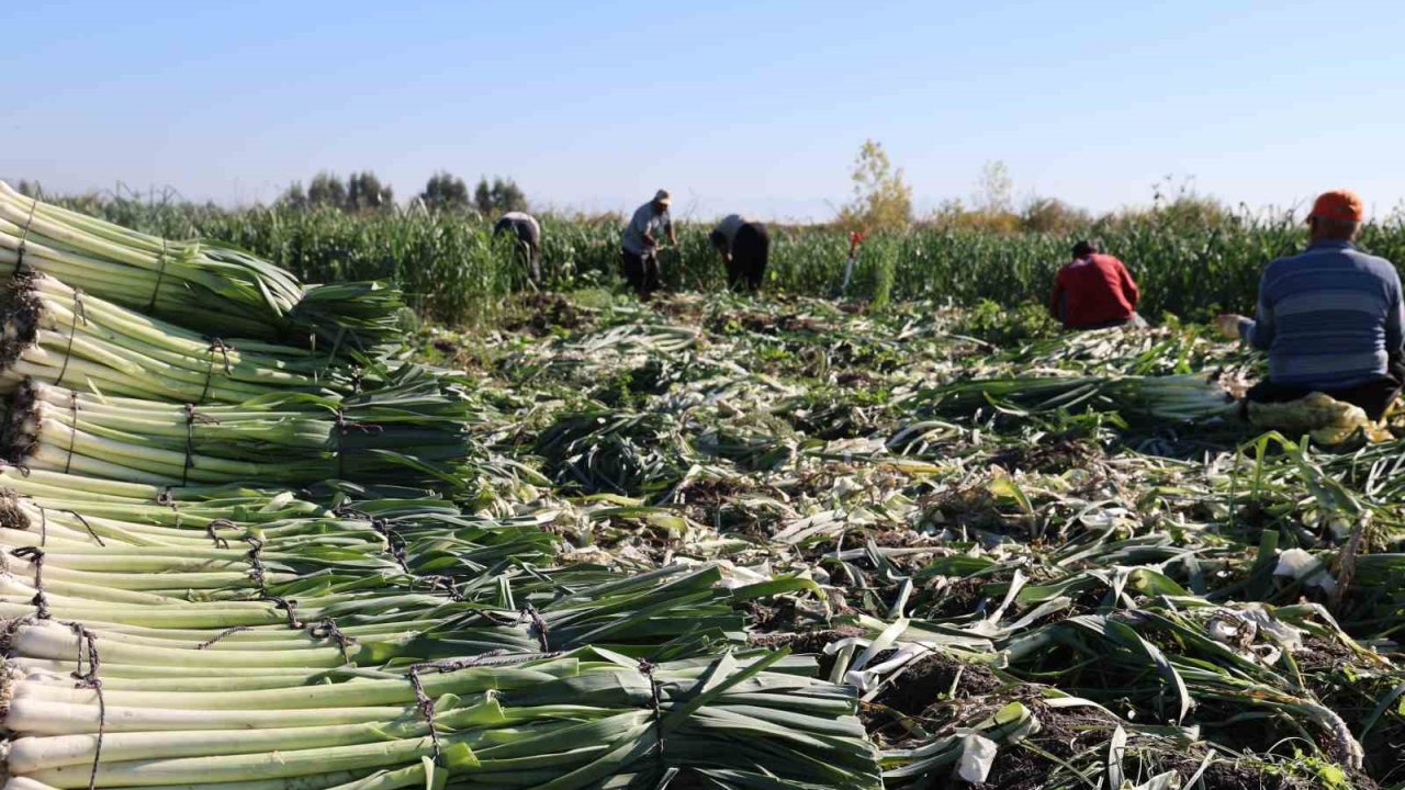 Kozan’da pırasa hasadı başladı: 20-22 TL’den alıcı buluyor