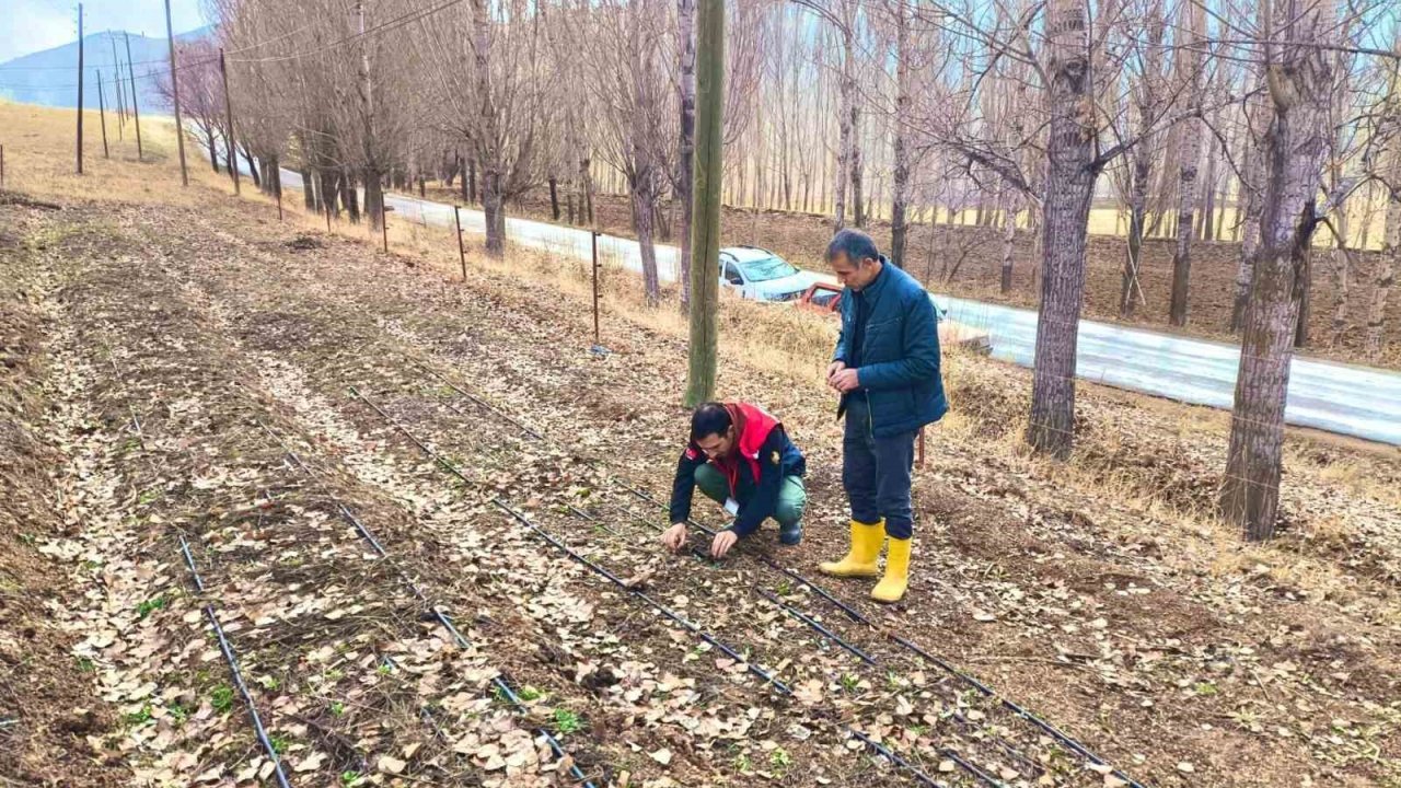 Bayburt’ta salep üretim alanları yerinde incelendi