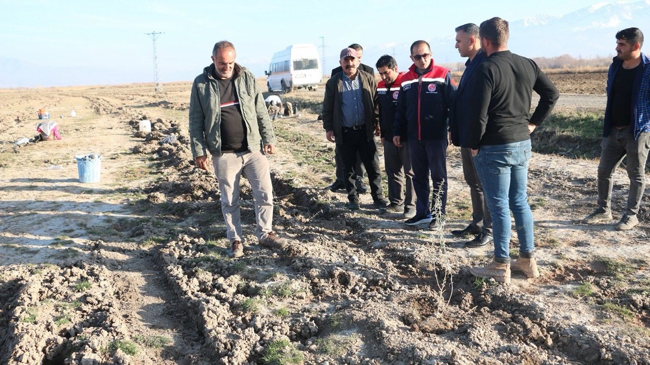 Erzincan’da 111 bin tuz çalısı toprakla buluşturuldu