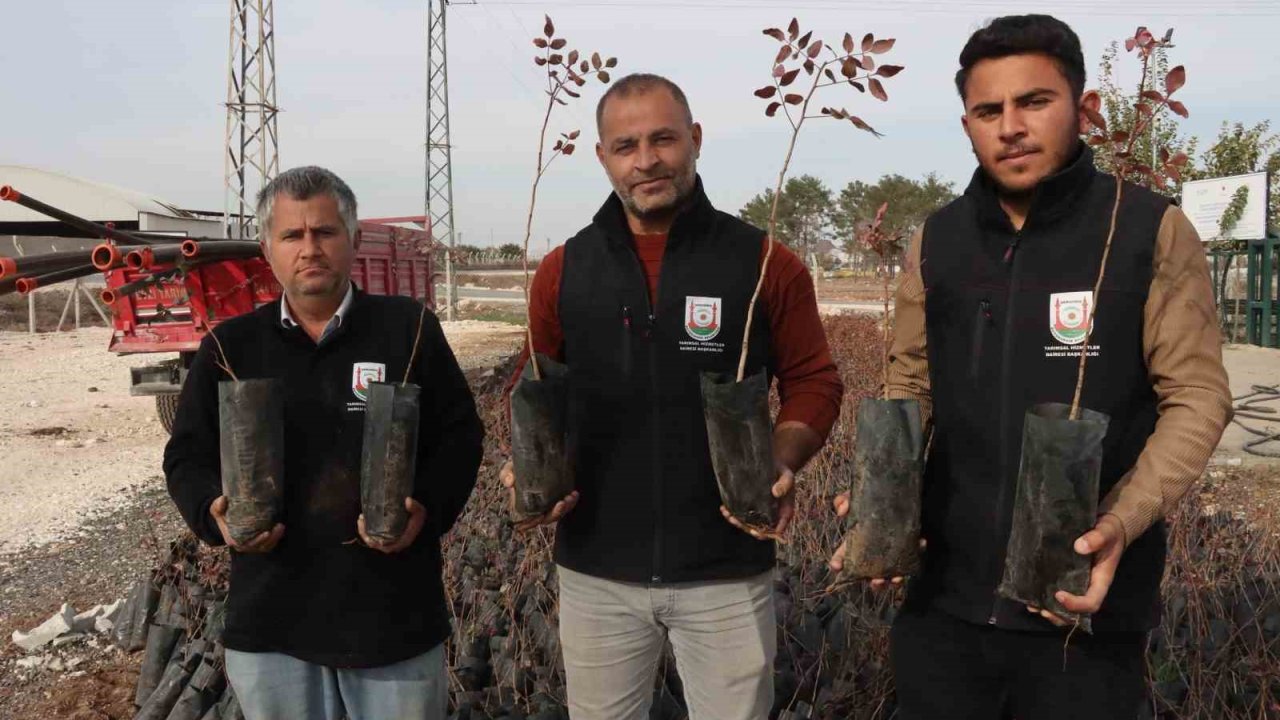 Büyükşehir’den çiftçilere 35 bin fıstık fidanı desteği